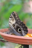 Whipsnade-003