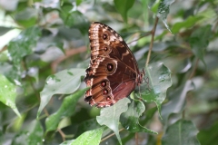 Whipsnade-005