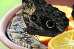 Whipsnade-007