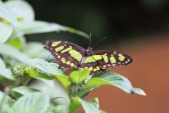 Whipsnade-008