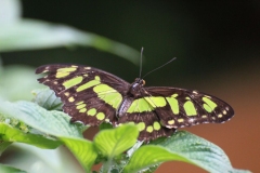 Whipsnade-009