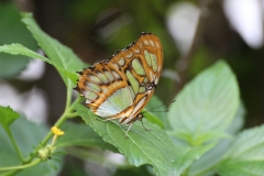 Whipsnade-010