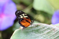 Whipsnade-012