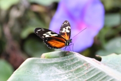 Whipsnade-013