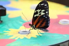 Whipsnade-014