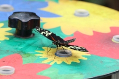 Whipsnade-015