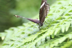 Whipsnade-016