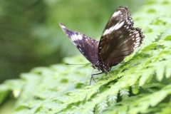Whipsnade-017