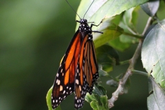 Whipsnade-018