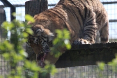 Whipsnade-022