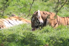 Whipsnade-023