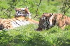 Whipsnade-024