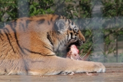 Whipsnade-025