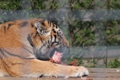 Whipsnade-026