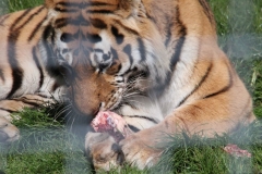 Whipsnade-028