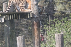 Whipsnade-031