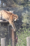 Whipsnade-032