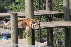 Whipsnade-033