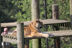 Whipsnade-034