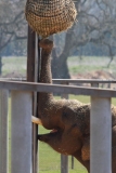 Whipsnade-036