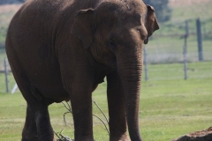Whipsnade-038