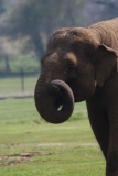 Whipsnade-040