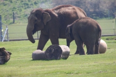 Whipsnade-041