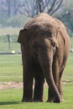 Whipsnade-042