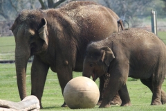 Whipsnade-043