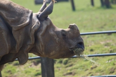 Whipsnade-046