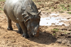 Whipsnade-047