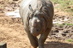 Whipsnade-048