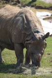 Whipsnade-049