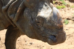 Whipsnade-050