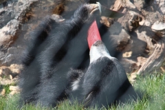 Whipsnade-051