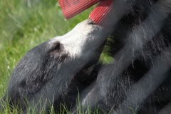 Whipsnade-052
