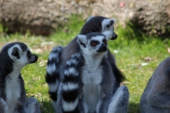 Whipsnade-054
