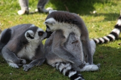 Whipsnade-055