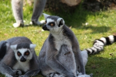 Whipsnade-056
