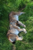 Whipsnade-058