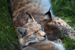 Whipsnade-059