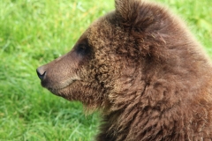Whipsnade-062