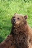Whipsnade-063