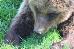 Whipsnade-065