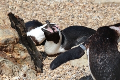 Whipsnade-066
