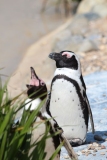 Whipsnade-067