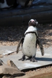 Whipsnade-068