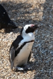 Whipsnade-069