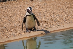 Whipsnade-070