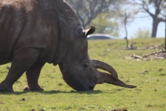 Whipsnade-072